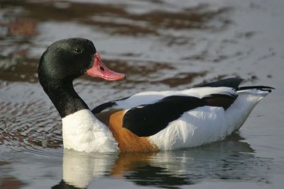 Common Shelduck (Tadorna tadorna)male