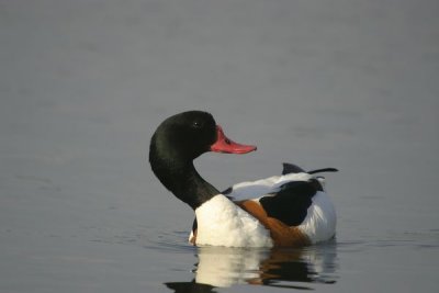 Common Shelduck (Tadorna tadorna)male