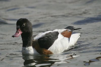 Common Shelduck (Tadorna tadorna)female