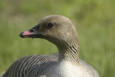 Pink-footed goose (anser brachyrhynchus).
