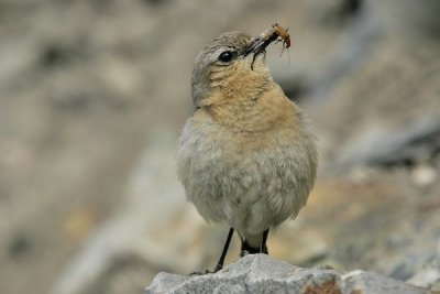 Northern Wheatear (Oenanthe oenanthe)female