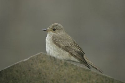 Spotted Flycatcher (Muscicapa striata)