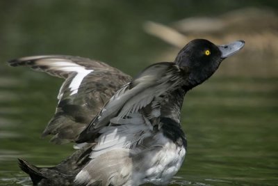 Tufted Duck.Male ( Aythya fuligula)