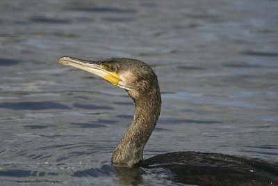 Great Cormorant (Phalacrocorax carbo)