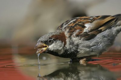 House Sparrow (Passer domesticus)