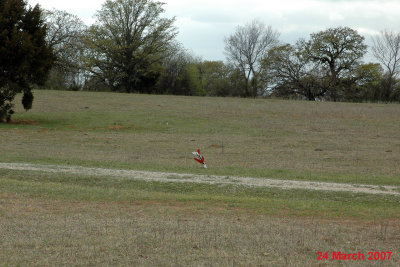 Rockets 070324-57.jpg