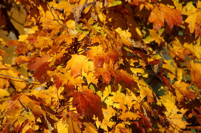 DSC_00010001.jpg
