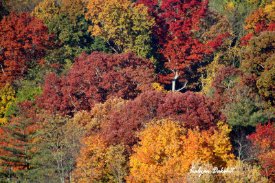 DSC_00740115.jpg