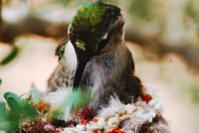 Mom II preening in nest