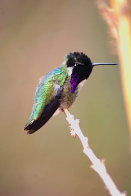 Humming Birds