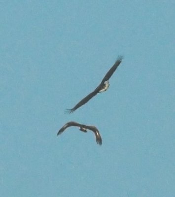 White-tailed Eagle and Steppe Eagle (Havsrn och Stpprn)