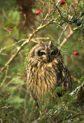 Short-eared Owl (Jorduggla)