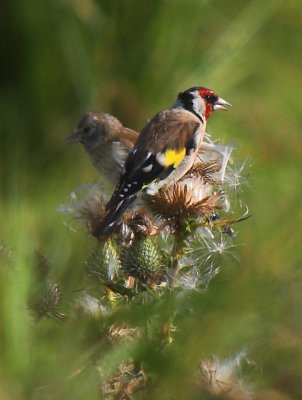 European Goldfinch (Steglits)