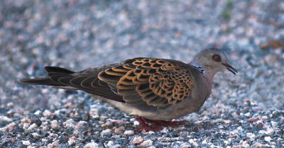 Turtle Dove (Turturduva)