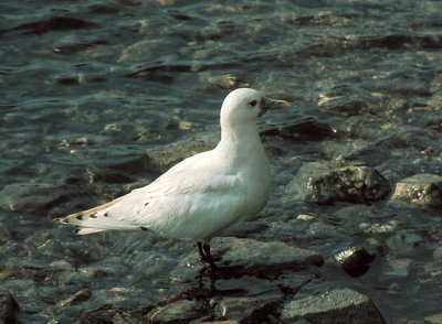 Ivory Gull (Isms)