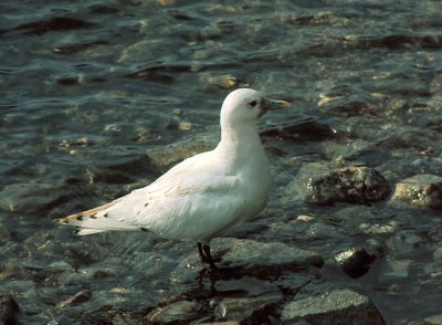 Rare Birds in Sweden