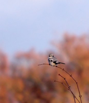 Great Grey Shrike (Varfgel)