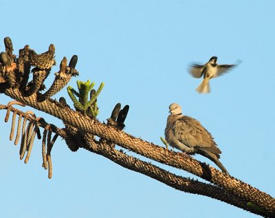 Eurasian Collared Dove and House Sparrow