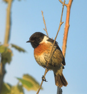 Common Stonechat