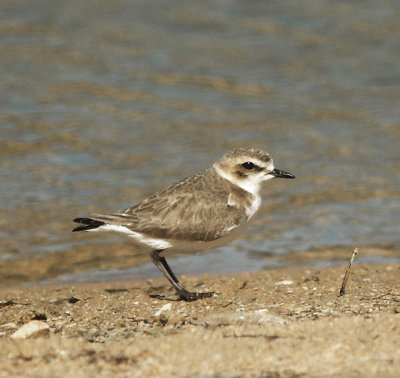 Kentish Plover (female)