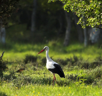 White Stork (Vit stork)