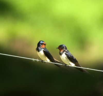 Barn Swallow (Ladusvala)