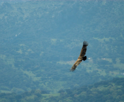 Eurasian Griffon