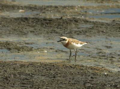 Greater Sand Plover (kenpipare)