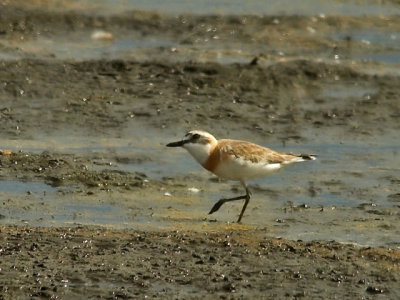 Greater Sand Plover (kenpipare)