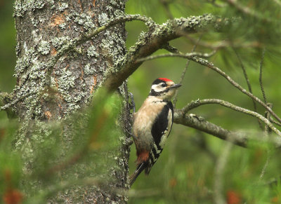 Great Spotted Woodpecker (Strre Hackspett)
