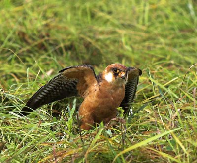Red-footed Falcon (Aftonfalk)