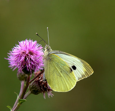 Klfjril (Pieris brassicae), Uppland