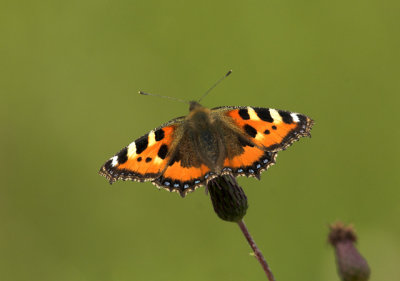 Nsselfjril (Aglais urticae), Uppland