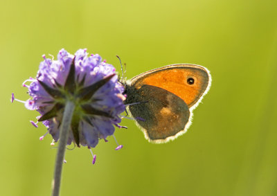 Kamgrsfjril (Coenonympha pamphilus), Uppland