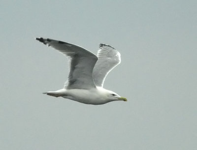 Caspian Gull (Kaspisk trut)