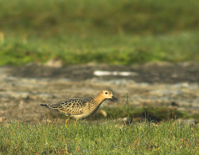 Buff-breasted Sandpiper, Ottenby, land