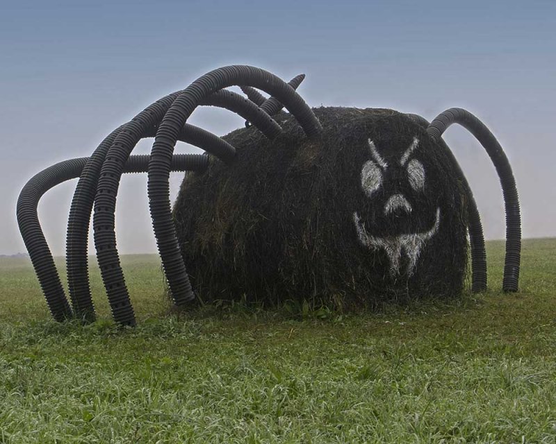 Hay Bale Spider