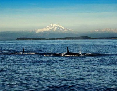 Killer Whales - Mt Baker