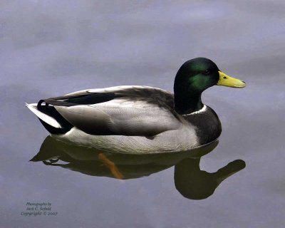 Reflective Duck