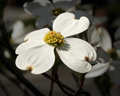 Dogwood Blossom