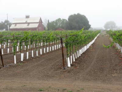A vineyard in Geyserville