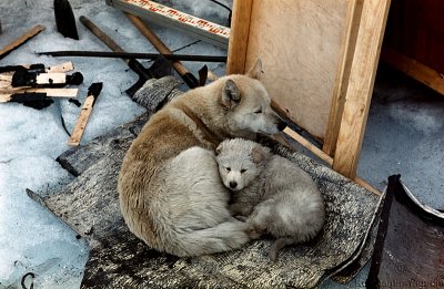 The dogs are a MUST on the drifting stations as a most effective Polar-Bear-Alarm-Device