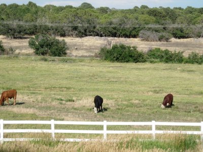 The cows