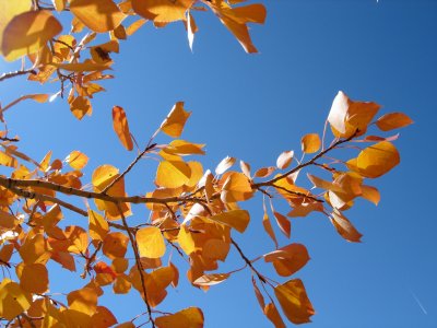 Aspens