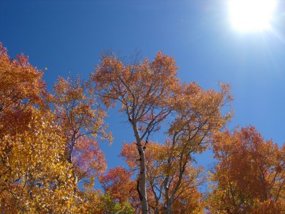 Aspens