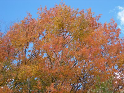 Aspens