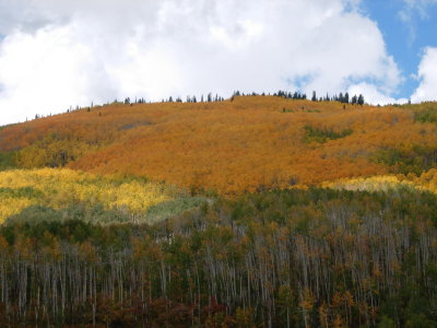 Aspen grove