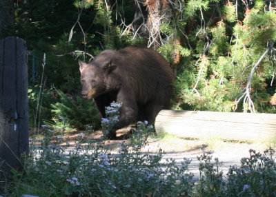 Bear in the campground