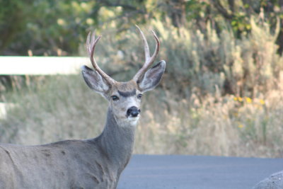 Buck in the front yard