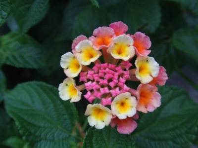 Lantana